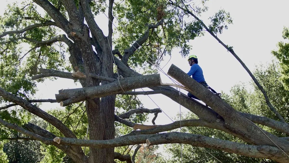 Professional Crown Thinning performed by certified arborists in Linden